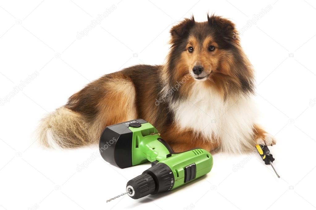 Dog with tools