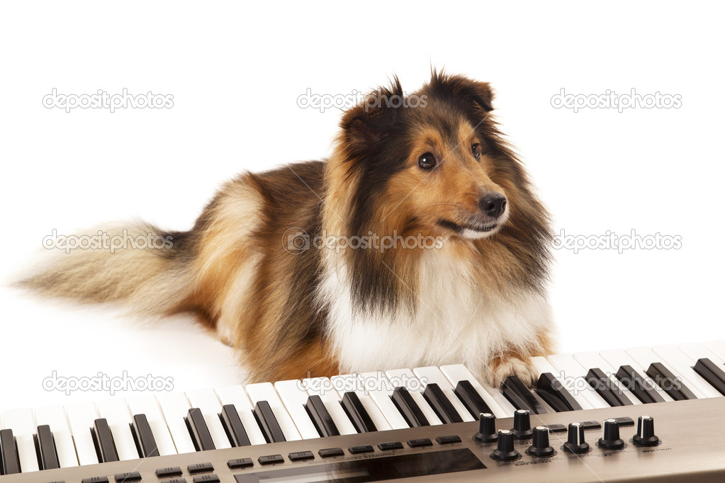 Dog playing music on keyboard