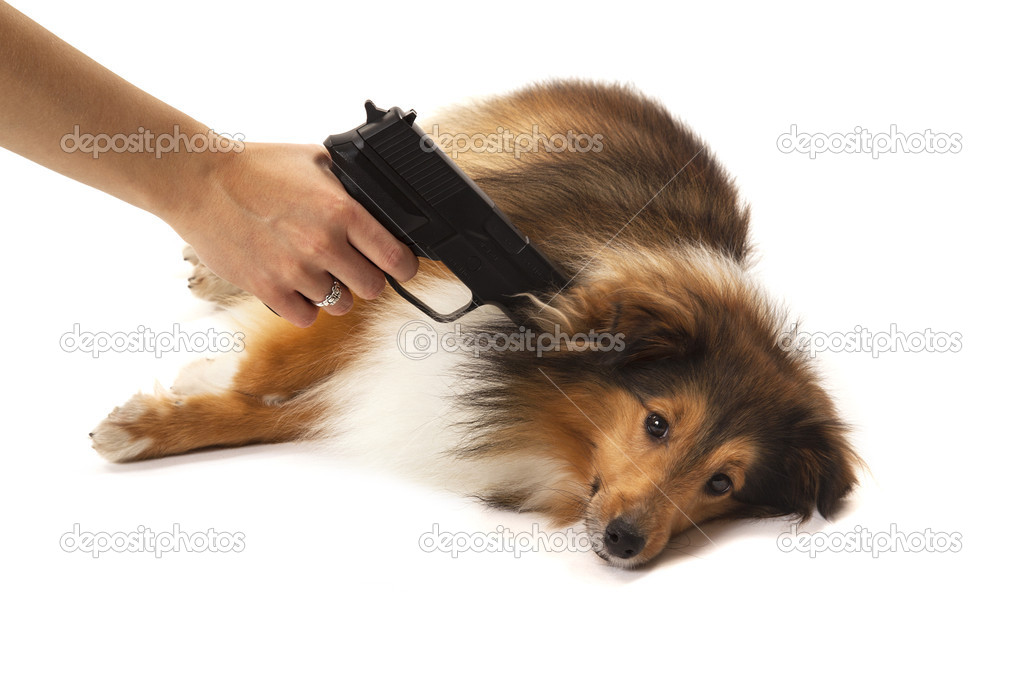 Hand pointing gun on dog
