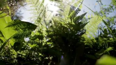 çim, eğreltiotu ve karahindiba