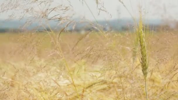 Пшеница на поле — стоковое видео