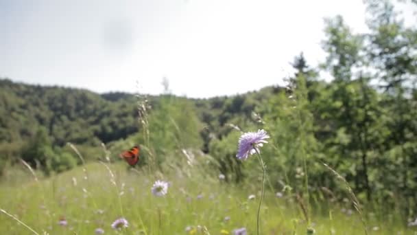 Vliegende vlinders — Stockvideo