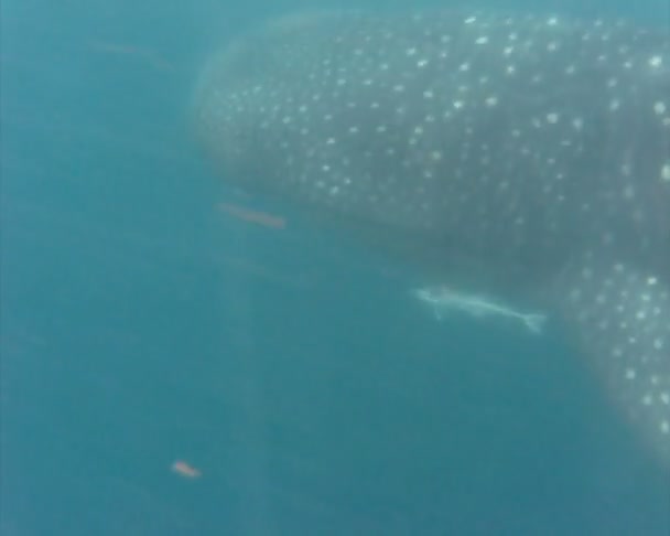 Tiburón ballena nadando — Vídeo de stock