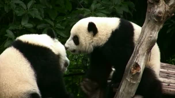 Ours de panda — Video