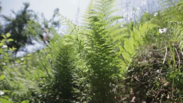 Gras, Farn und Löwenzahn — Stockvideo