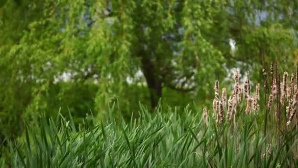 Bog with cattail — Stock Video