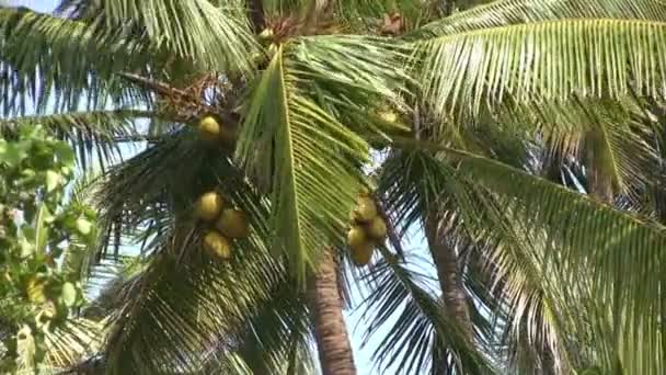 棕榈树 — 图库视频影像