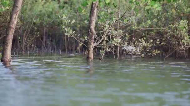 Pântano selvagem — Vídeo de Stock