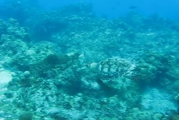 Tortue en mer — Video