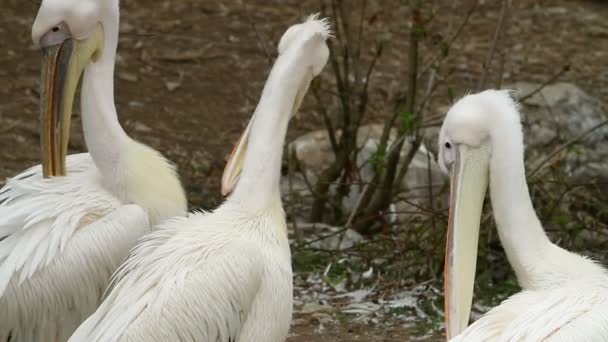 Pelikaner som rengör sina fjädrar — Stockvideo