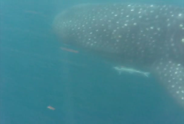 Bálna cápa, úszás — Stock videók