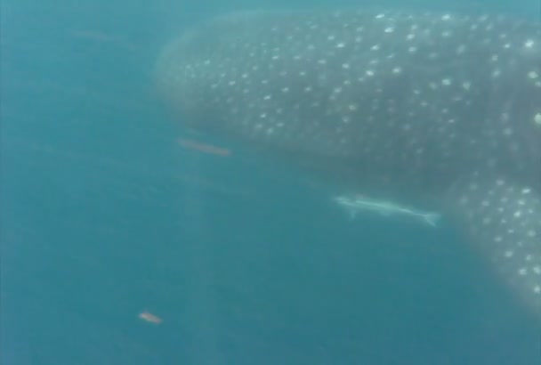 Tiburón ballena nadando — Vídeo de stock