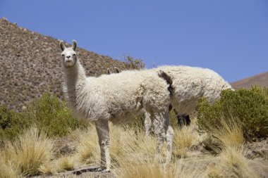 Lama.