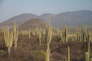 saguaro kaktüsler