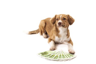 euro banknot ile köpek