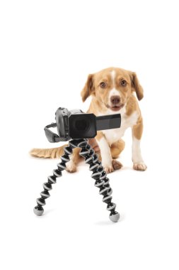 video kamera arayan köpek