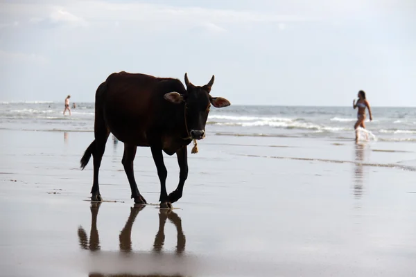 Krowa na plaży — Zdjęcie stockowe