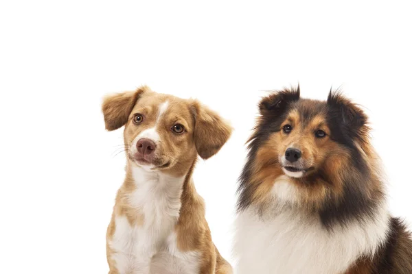 Porträt zweier Hunde — Stockfoto