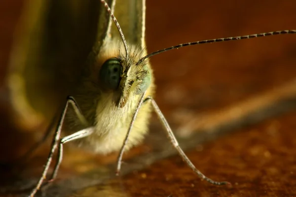 Poritrait de mariposa — Foto de Stock