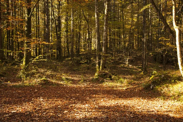 Caída en el bosque —  Fotos de Stock