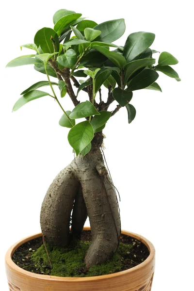 Natürmort potted bitki — Stok fotoğraf