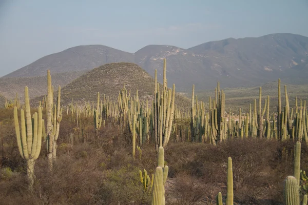 Cactus di Saguaro — Foto Stock