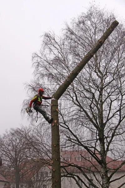 Taking down the tree — Stock Photo, Image