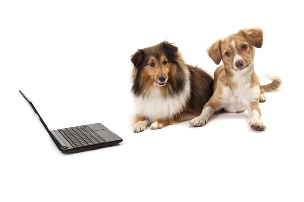 Dogs sitting besides laptop — Stock Photo, Image