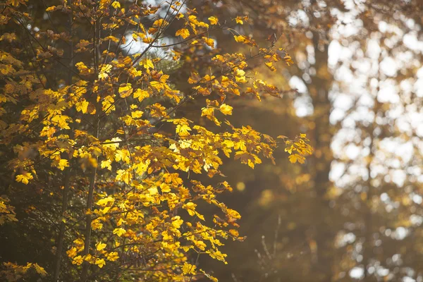 Hojas de otoño — Foto de Stock