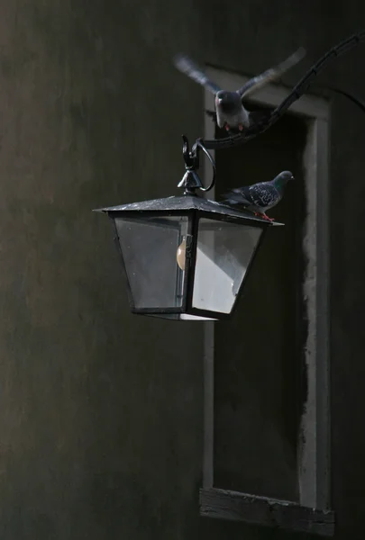Due piccioni e una lampada — Foto Stock