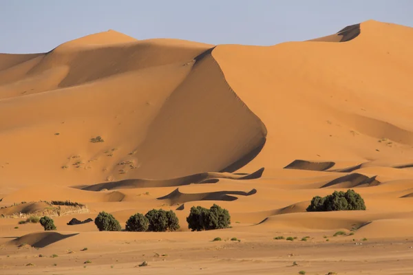 Suplicando por el desierto —  Fotos de Stock