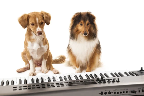 望着钢琴的两只狗 — 图库照片
