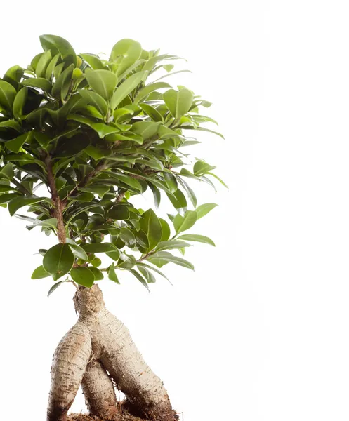 Bonsai Ficus Ginseng
