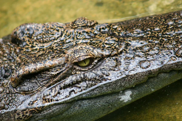 Crocodilo — Fotografia de Stock