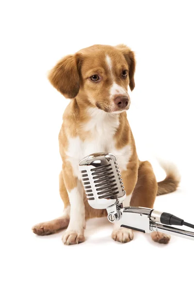 Dog with vintage microphone — Stock Photo, Image