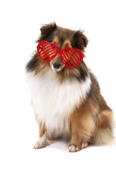 Cão usando óculos em forma de coração — Fotografia de Stock