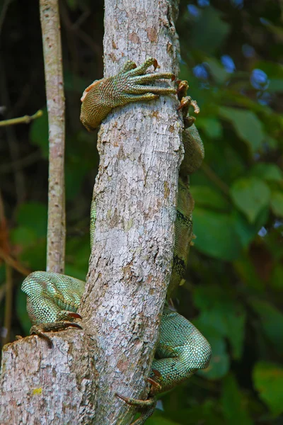 Lizzard on a tree — Stock Photo, Image