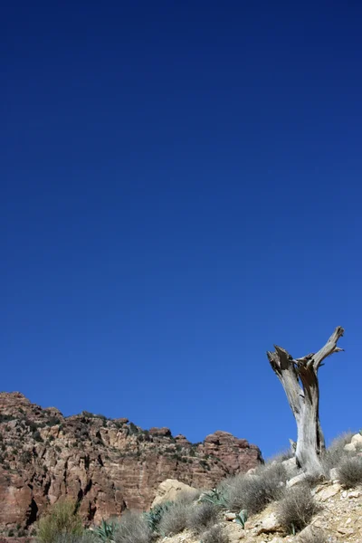 Träd och blå himmel — Stockfoto