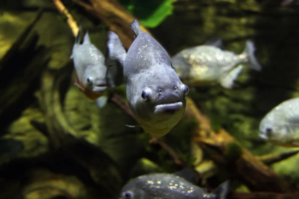 Piranha — Stockfoto