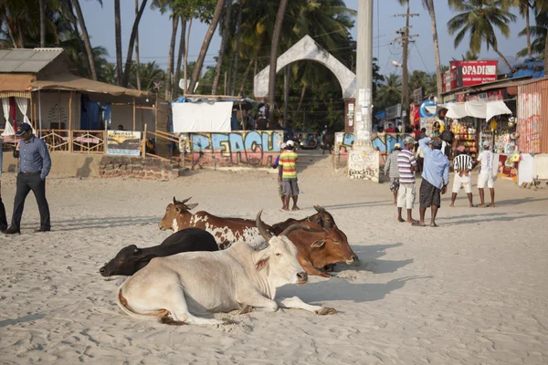 Koe op het strand — Stockfoto