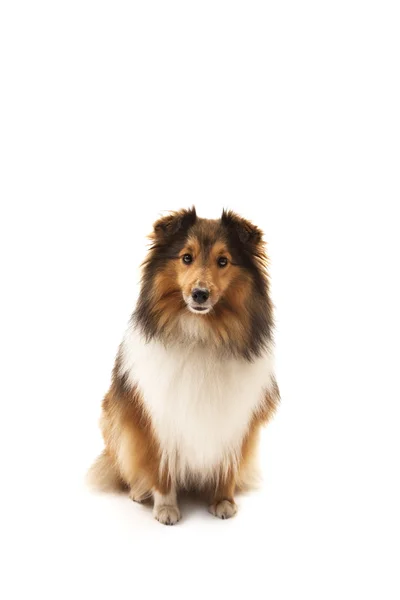 Shetland sheepdog — Stock Photo, Image