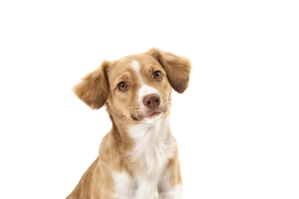 Retrato de cão — Fotografia de Stock