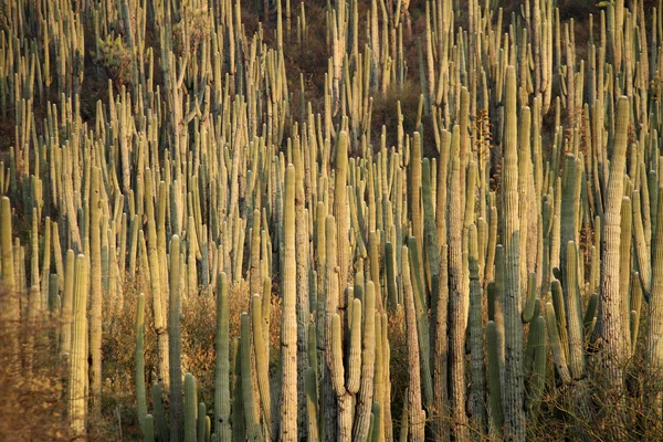 Kaktusz-erdő — Stock Fotó