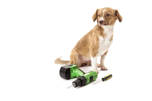 Dog with drill and screwdriver — Stock Photo, Image