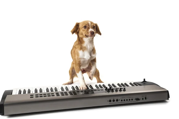 Dog playing on piano — Stock Photo, Image