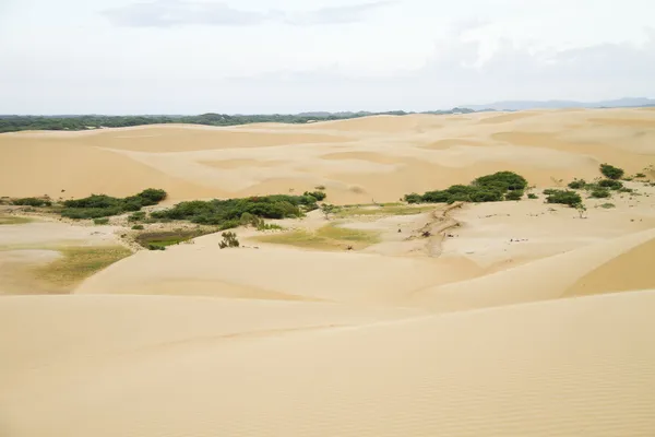 Dunes du désert — Photo