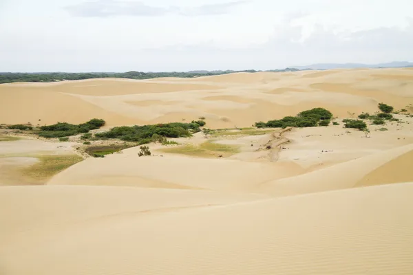 Öknens sanddyner — Stockfoto