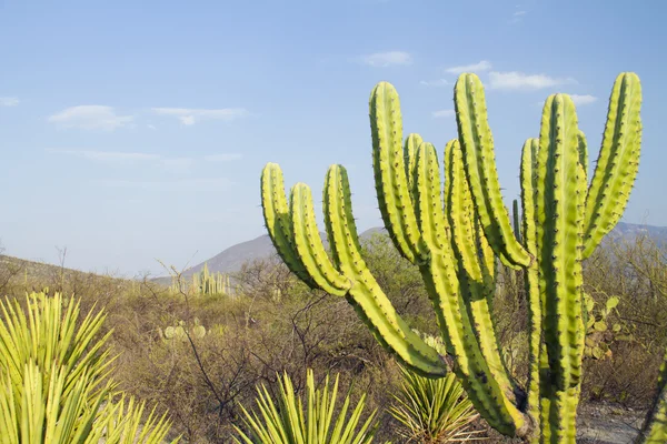 Cactus —  Fotos de Stock