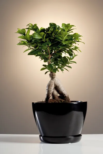 Bonsai — Stock Fotó