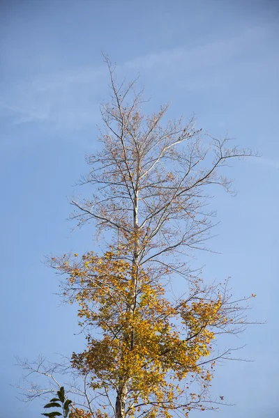 Trädet på hösten Royaltyfria Stockbilder